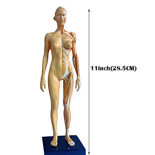 Modèle d'enseignement, modèle de figure d'anatomie féminine-modèle de peinture anatomique de squelette humain-matériau PU modèle d'os musculaire anatomique humain-pour l'étude de dessin d'artiste médi
