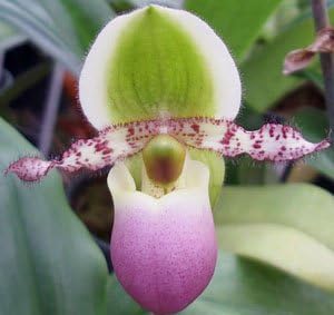 Paph Pinocchio ladyslipper orchid plant large seedling
