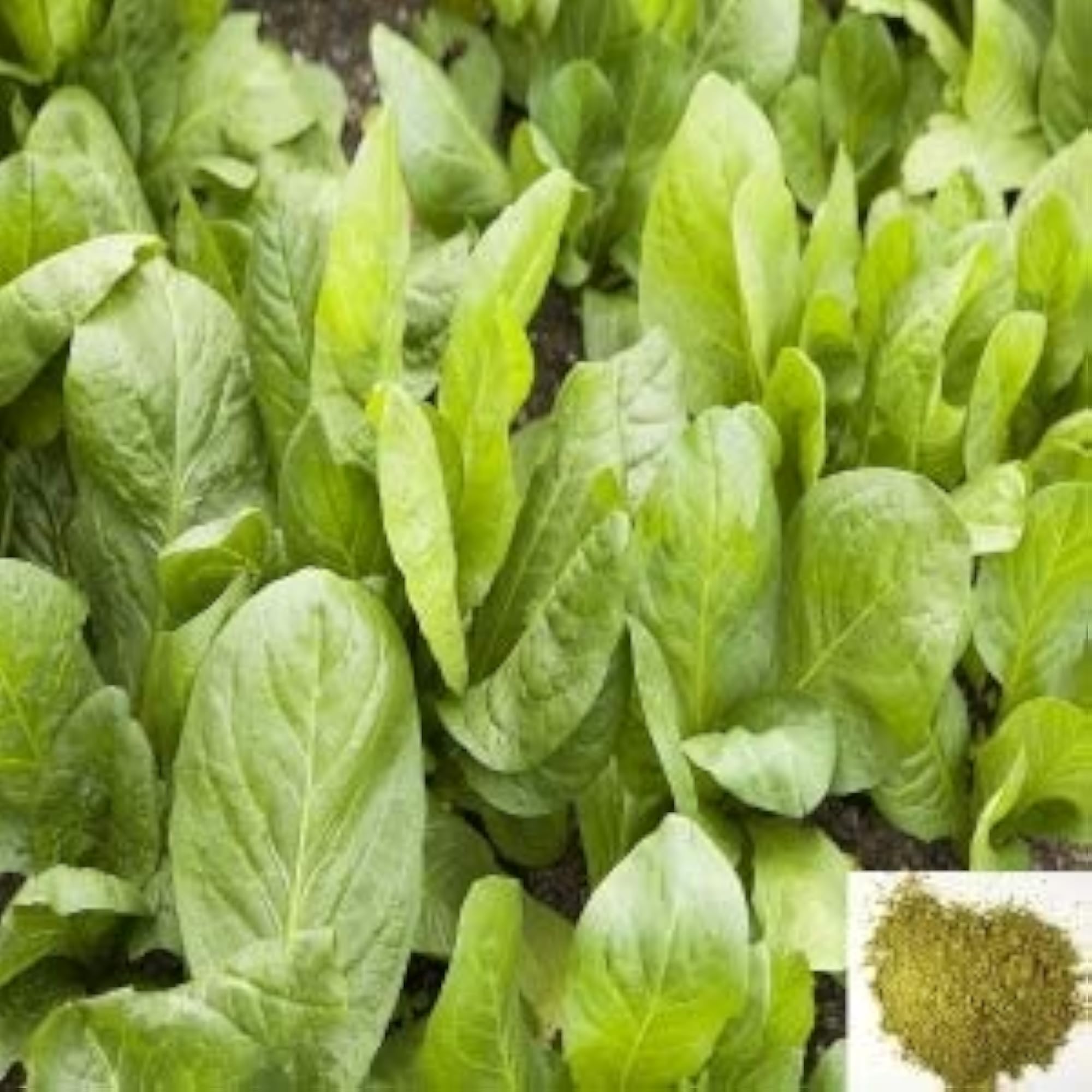 Neotea Kasini Keerai Powder, Natural Herbal Supplement