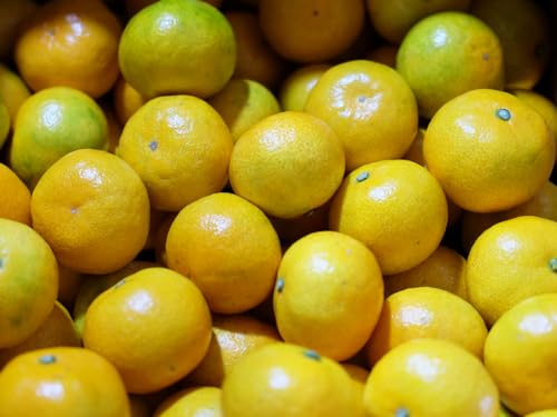 ꌧY ݂ JA Gi 10kg ij Y t[c (2S?STCY)