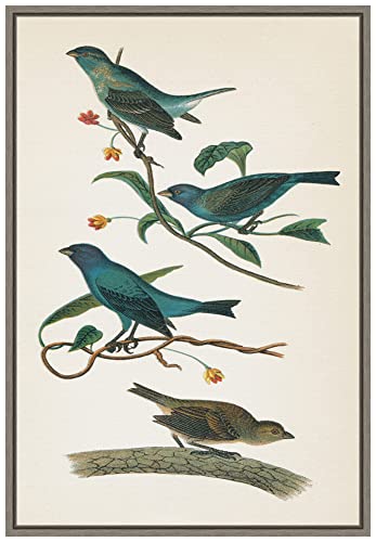 Amanti Art Framed Canvas Wall Art 23x16 Indigo Bunting Bright by Wild Apple Portfolio, Framed Wall Art Canvas, Animals Artwork, Country Rustic Decor, Medium Poster Painting for Living Room, Bedroom,