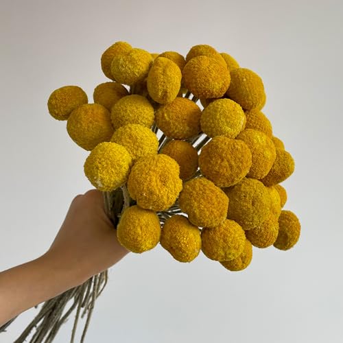 20 flores secas amarillas Billy Balls miniatura 1