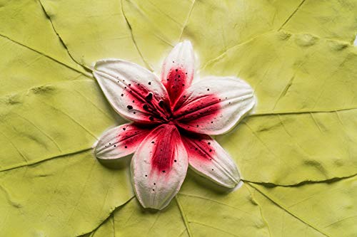 Biodegradable Urn (Burgundy Lily) for Scattering Cremated Ashes in Ocean Water, Ground or Sea Burial, Earth Friendly Eco Urn, Water Soluble, Floating Urns for Cremation, Adult Size Large - Thumbnail 2