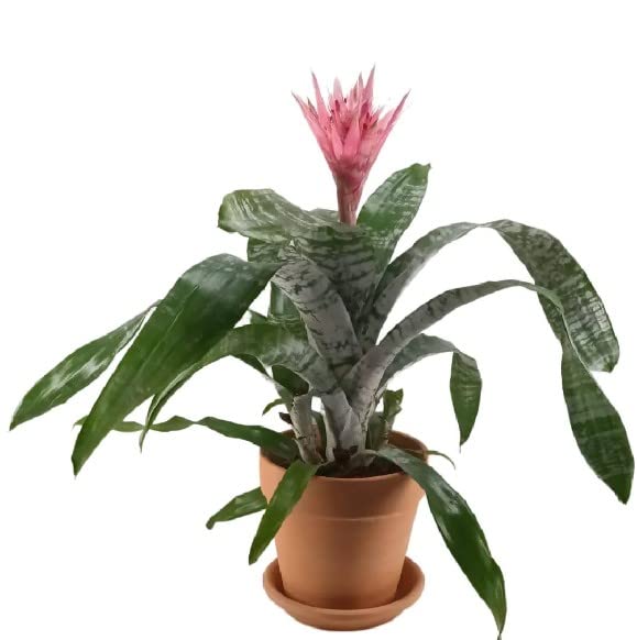 Aechmea Fasciata Primera | Maceta de Cerámica | Ideal para Regalar | Planta Natural