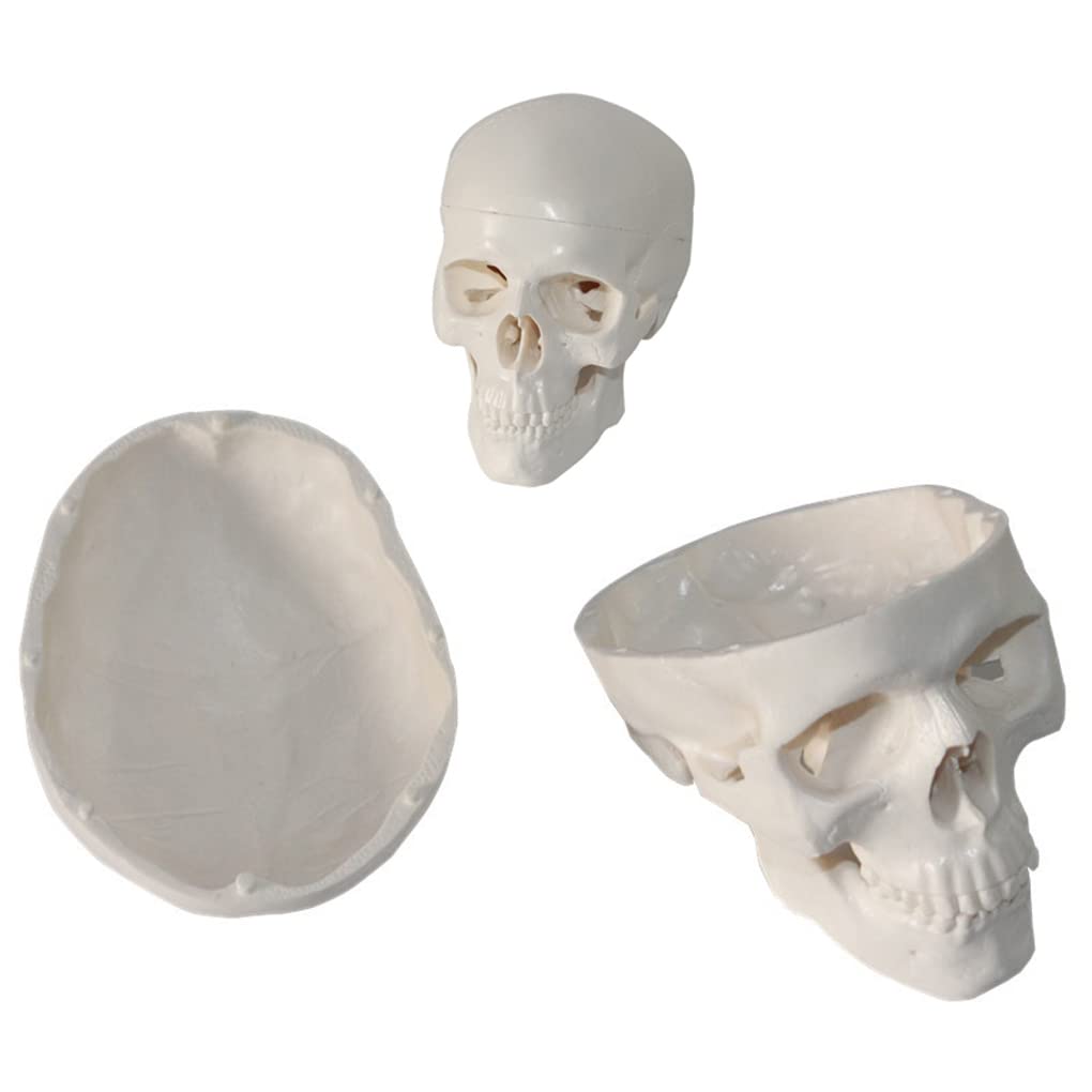 Modèle de mini crâne en 3 parties AMITD casquette amovible