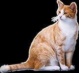 Fabulous Affiche Poster Gros Chat Roux Poil Long Mignon Chat de Maison