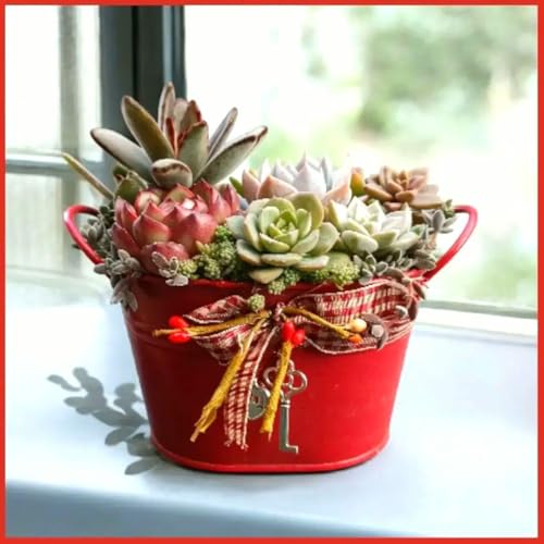 植物 多肉植物 寄せ植え」の人気商品一覧 | 安い商品を通販サイトから