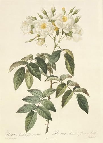 Lienzo Rosa Moschata Pierre Redouté de 60x90cm ideal para un salón elegante y luminoso