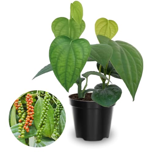 Black Pepper Plant Live