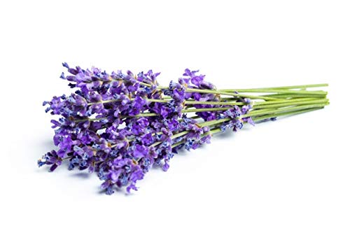 English "Vera" Lavender Seeds For Planting, 1000+ Seeds Per Packet, (Isla's Garden Seeds), Non Gmo & Heirloom Seeds, Botanical Name: Lavandula Angustifolia, Great Herb Garden Gift #TOP3