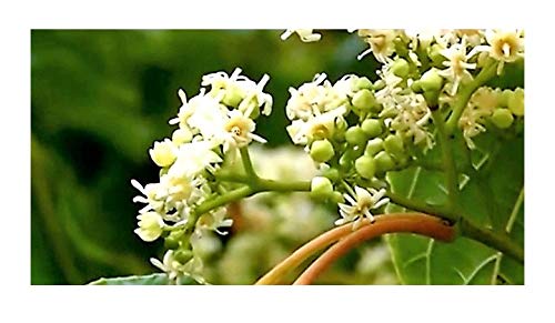 Informazioni importanti: attribuiamo grande importanza alla qualità e all'elevato tasso di germinazione dei nostri prodotti, motivo per cui evitiamo lunghi periodi di conservazione.