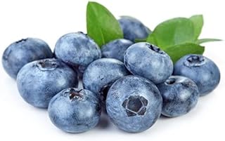 Muda de Blueberry Para Produzir Raridade Exótica