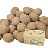 北海道産 じゃがいも キタカムイ 10kg (2Lサイズ)