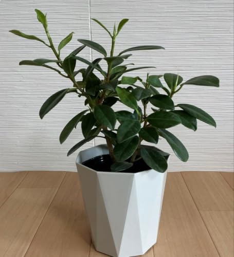 観葉植物 4号 ガジュマル」の人気商品一覧・価格比較 - 価格.com
