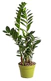 Shop Succulents | Standing Collection | Hand Selected, Air Purifying Live Zamioculcas Zamiifolia ZZ Indoor House Plant