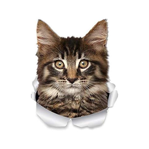 Winston & Bear Maine Coon Cat Wall Decals - 2 Pack - Tabby Maine Coon Kitty Cat Toilet Sticker - 3D Cat Car Window and Bumper Sticker - Retail Packaged Cat Lover Gifts Cover