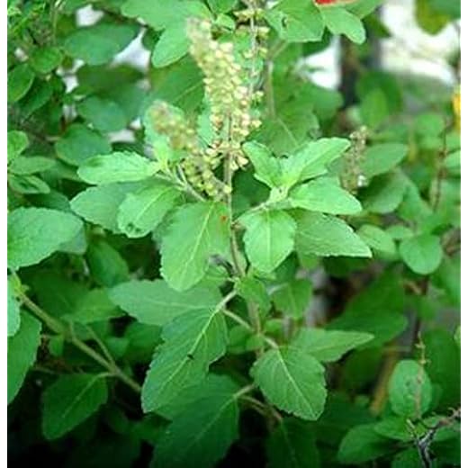 Vana Tulsi Seed Boost 60