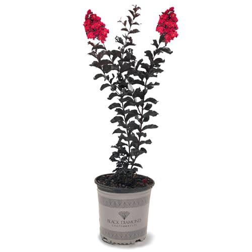 American Plant Exchange Black Diamond Crimson Red Crape Myrtle Tree Live, 1-Gallon Pot, 1-1.5ft Tall, Vibrant Red Flowers, Drought-Tolerant, Large Outdoor Landscape Accent, Year-Round Beauty