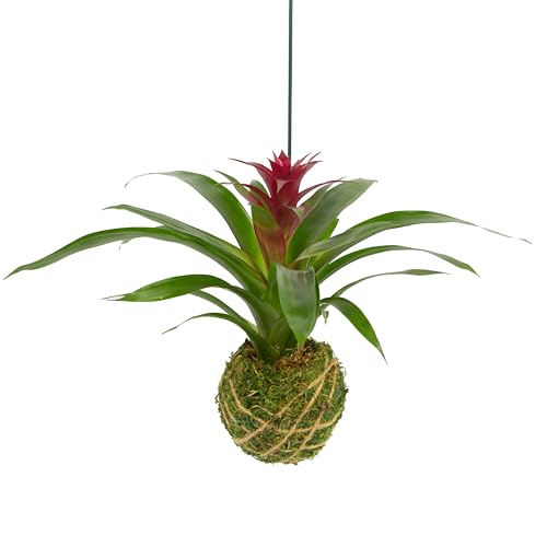 Better-Gro Bromeliad Hanging Kokedama – Indoor/Outdoor Decorative...
