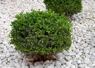 Miniatura 4 de Brighter Blooms - Arbusto de boj de terciopelo verde, 10 plantas en macetas de 1 galón - Planta de borde de seto de hoja perenne - Sin envío a AZ o