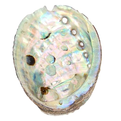 Cuenco ardiente para Manchas Grandes seleccionados de 5 Pulgadas con Conchas de abulón para sostener Incienso, baratijas y exhibición, Color Aleatorio.