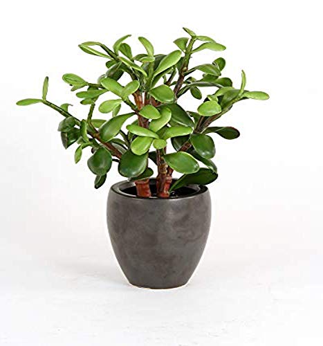 Distinctive Designs Jade Plant in Matte Black Metallic Plum Pot, 2 Pack Distinctive Designs Jade Plant in Matte Black Metallic Plum Pot, 2 Pack