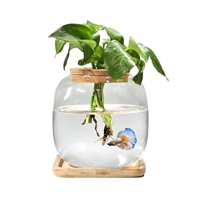Betta Fish Bowl Glass Small Fish Tank with Bamboo Jamaica | Ubuy