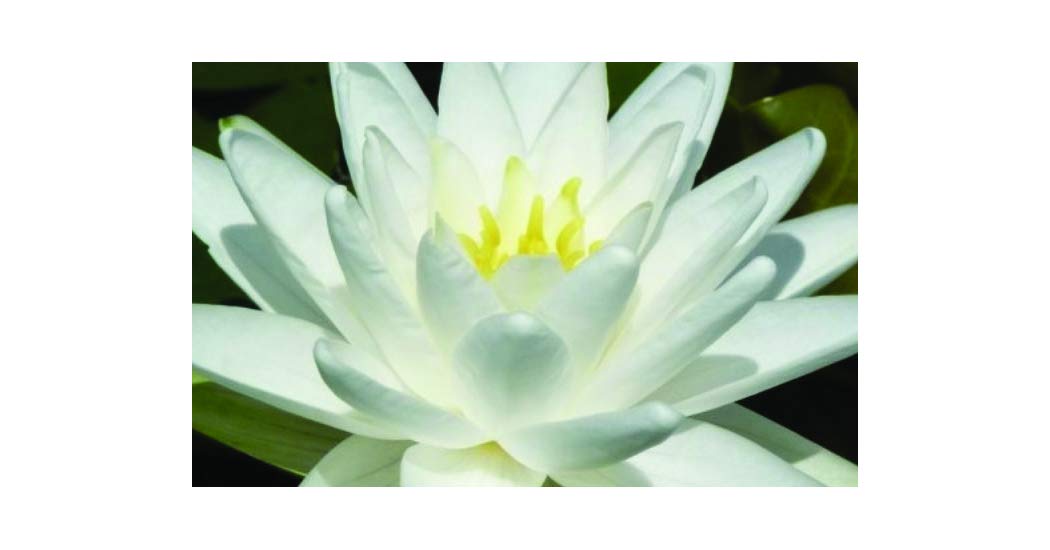 Buy Lincolnshire Pond s Ltd Nymphaea Perry's Double Water Lily kit