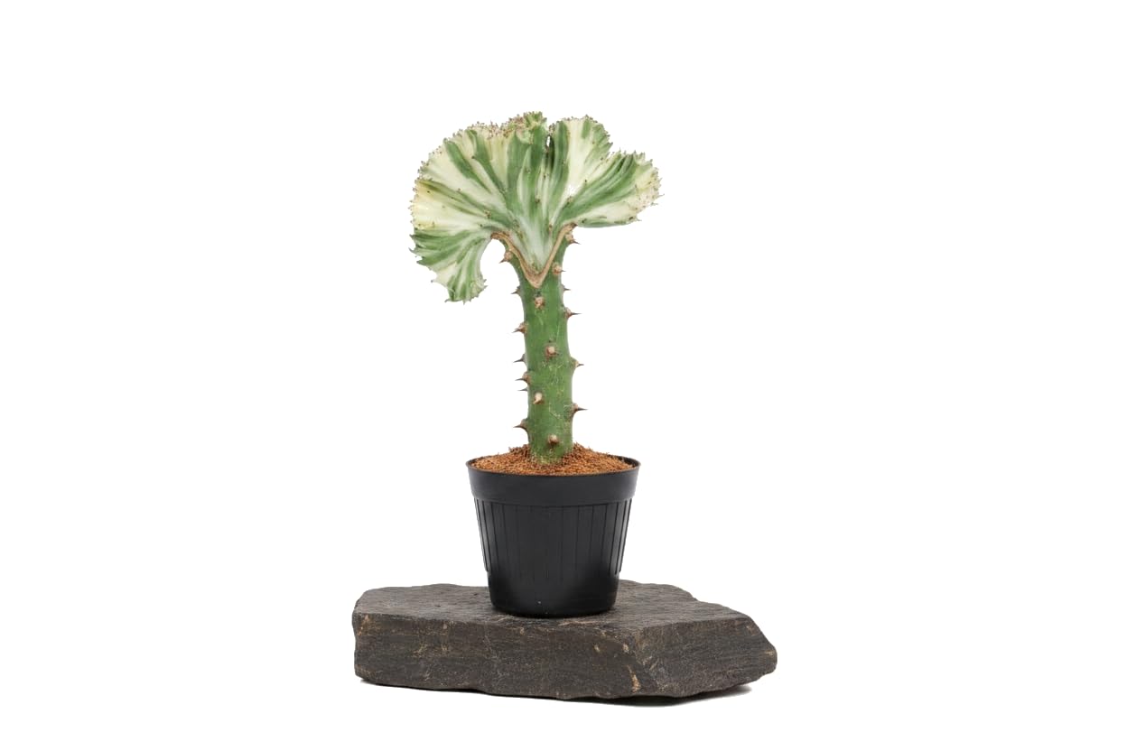 DECOALIVE Euphorbia Lactea Cristata Planta Cactus Coral para Decorar Casa Maceta 12 cm de Diámetro Altura 20 cm