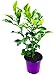 Kaffir Limette Citrus hystrix Höhe 30-40 cmKräuter Plfanzen 1stk.