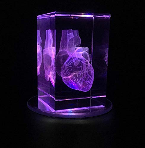 Cuore umano Modello anatomico 3D fermacarte (Laser...
