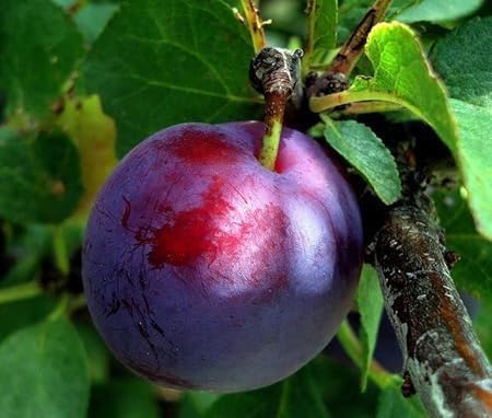 Grafted Fruit tree (Aloo Bukhara Plum Live Plant | Grafted Sweet Plum Fruit Tree | Fast Growing Plant for Home & Outdoor Garden, Large)-image-29
