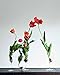 Japanese Ikebana for Every Season