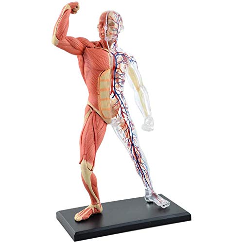 Modello Anatomico Di Muscolo E Scheletro Umano - 46 Organi Staccabili E Parti Del Corpo Modello Di Anatomia Del Muscolo Umano-Per Display Di Studio Modello Medico Didattico, Giocattolo Di Assemblagg