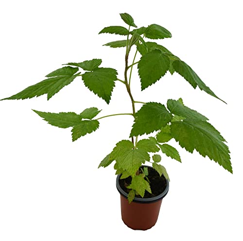 Frambuesa Roja Fruto Comestible Planta Natural Que Produce Frutas del Bosque