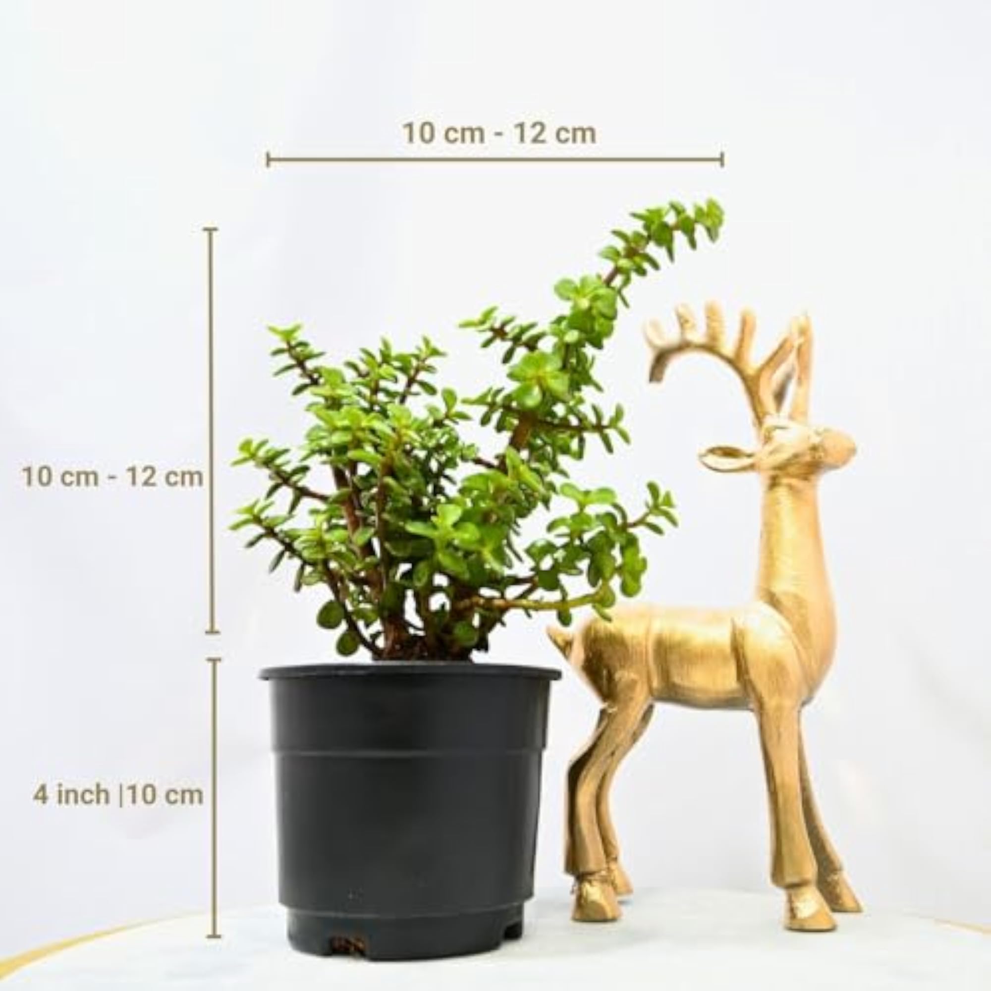 Live Button Jade Plant Indoor Plant with Black Nursery Pot