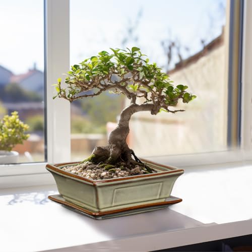 Ceramic Bonsai Pots with Drainage Tray, Set of 2 Rectangular Glazed Bonsai Planters for Indoor/Outdoor Use, Shallow Brown Bonzai Tree Pots for Succulent, Orchids, Cacti, Home, Patio, Garden, 7.5"x5.5" by Villa Como - Image 6