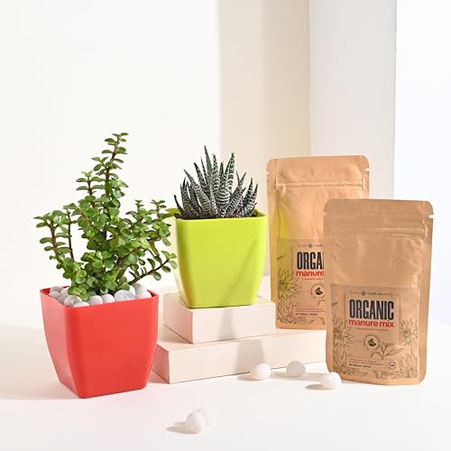 FlowerAura Air Purify Live Indoor Jade Plant & Haworthia Plant in...