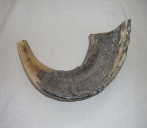 Small Classic Ram's Horn Shofar - Half Polished Finish Half natural New 12