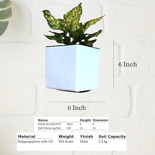 Image of Indian Discovery Self Watering Wall Hanging Planter|Hanging /Hooked Flower Pots for Home, Balcony, Vertical Garden Decor Flower Pots(2 PC, White, Square) |6 Inch UV-Resistant Plastic Plant Pots