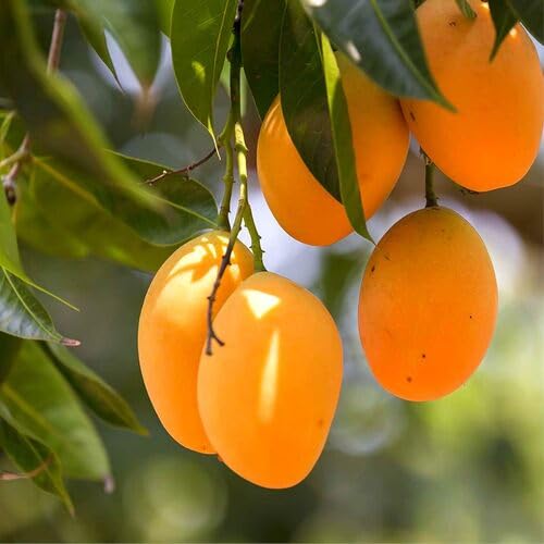2pcs Yellow Mango Fruit Seeds