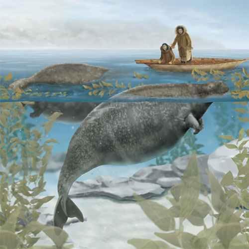 Hydrodamalis gigas, the Steller's Sea Cow