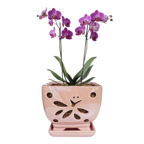 Ceramic Orchid Pots with Drainage Square Orchid Planter...