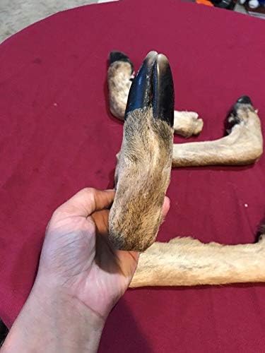 Deer Feet Cured Knife Handle Gun Rack Witch Craft Animal Mount Antler Art (4 Pack)