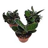 BubbleBlooms Gasteria Pillansii, 2 inch Set of 3, Succulent Haworthia Aloe Cow Tongue Tiny Mini Pixie Plants
