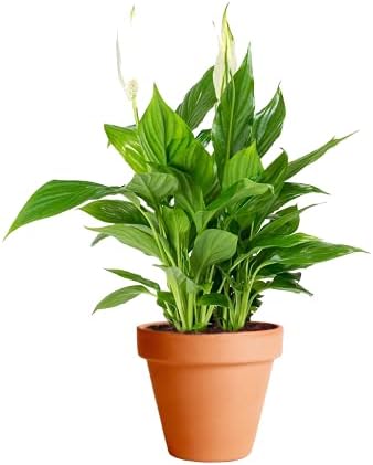 Spathiphyllum with Ceramic Pot DECOALIVE Peace Lily or Spatiphile...