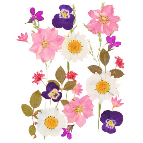 24 Piezas Conjunto de Flores Secas Naturales Prensada Mezclada Decoraciones Preservadas Manualidades para Velas de Bricolaje,Joyería de Resina Bricolaje Manualidades álbumes de Recortes-Estilo 1
