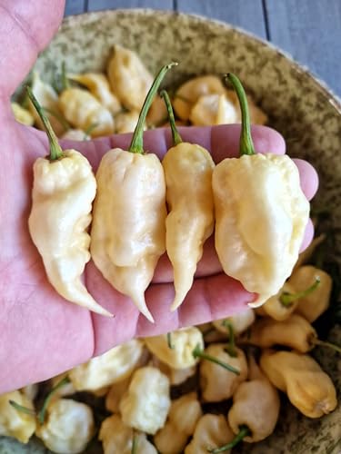 White Knight Chilli Seeds - Jays White Ghost Scorpion Pepper Seeds