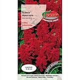 Verdica Glänzender Salbei Salvia splendens Samen – Lebendige rote einjährige Blüten, perfekt für Beete & dekorative Töpfe, widerstandsfähig & schädlingsresistent, zertifizierte Qualität (0,5 Gramm)