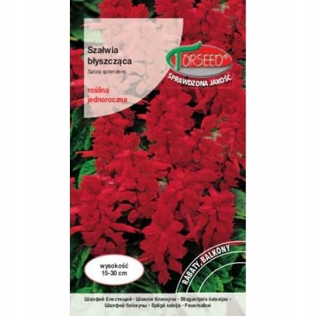 Verdica Glänzender Salbei Salvia splendens Samen – Lebendige rote einjährige Blüten, perfekt für Beete & dekorative Töpfe, widerstandsfähig & schädlingsresistent, zertifizierte Qualität (0,5 Gramm)